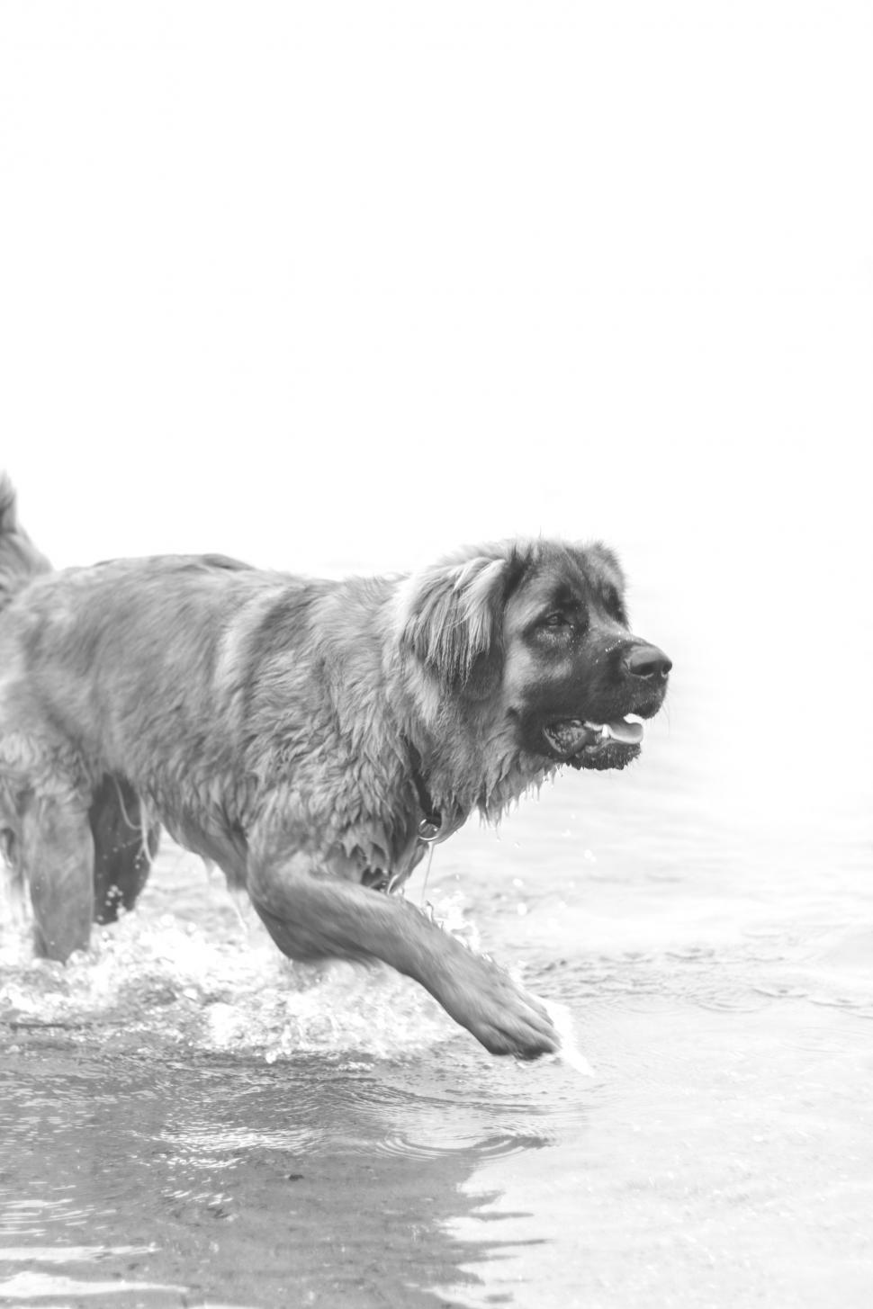 free-stock-photo-of-dog-in-water-download-free-images-and-free