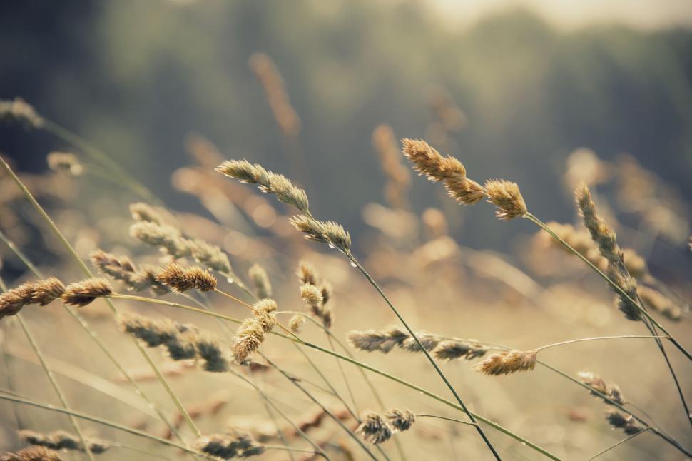 Free Image of Cat grass in dew 