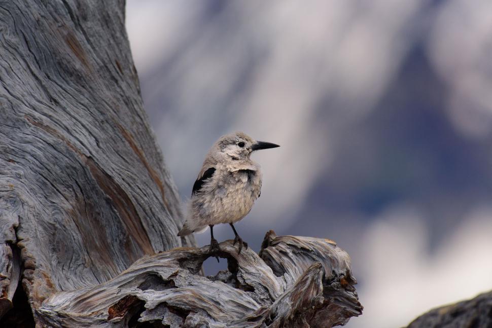 Free Image of White-winged snowfinch 
