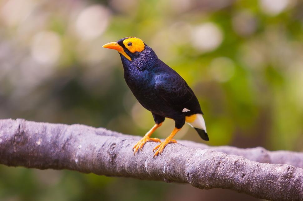 Free Image of Black and orange bird  