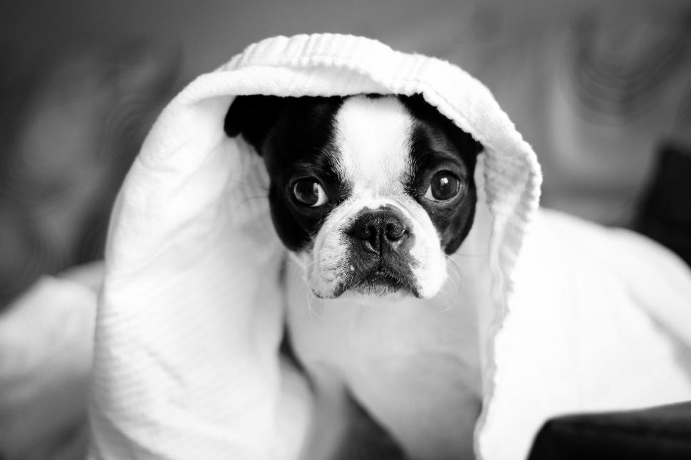 Free Image of Black and White Dog  
