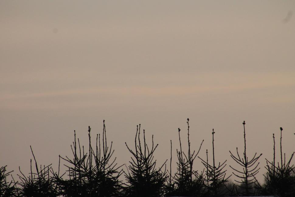 Free Image of Evening Sky And Plants  