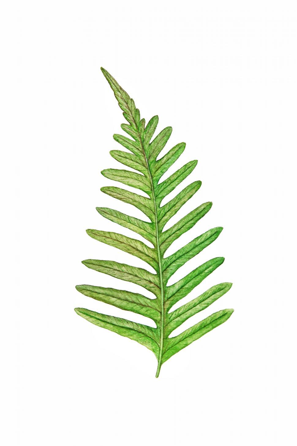 Free Stock Photo of Fern Leaf | Download Free Images and Free Illustrations