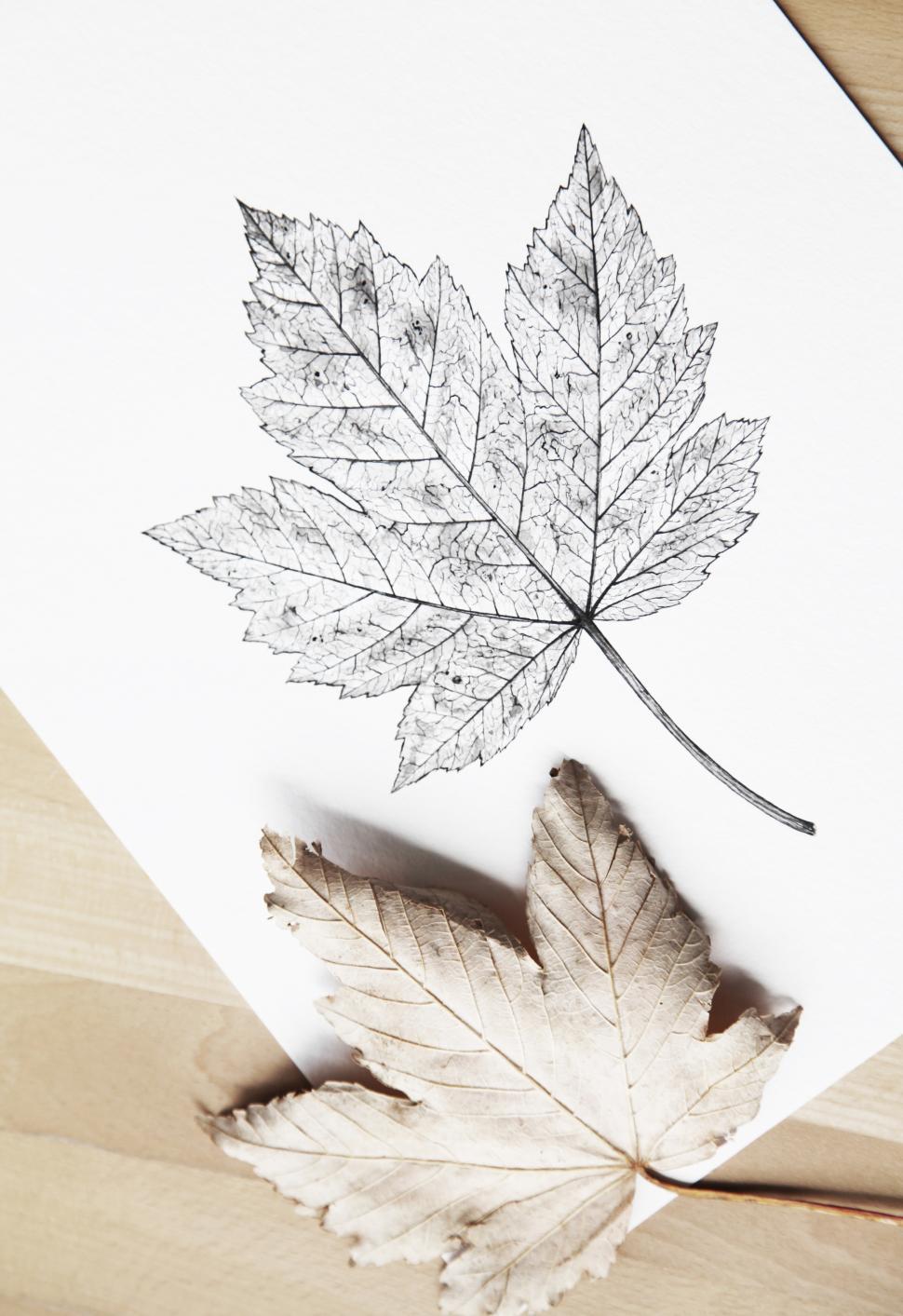 Free Image of Leaf  