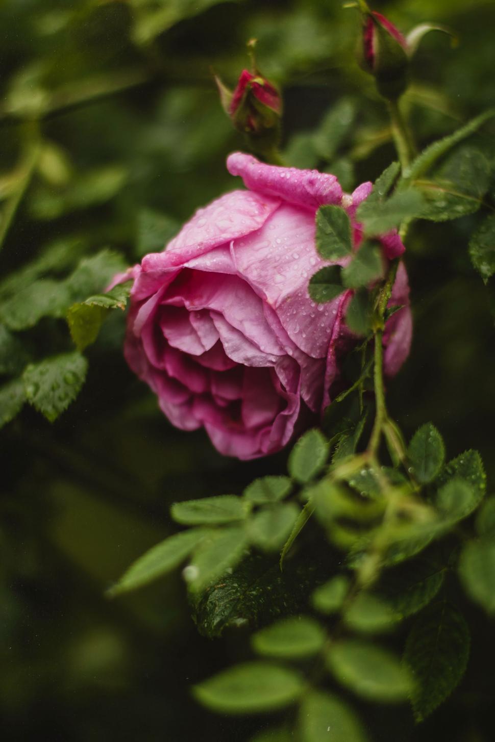 Free Image of Pink Rose Bud  