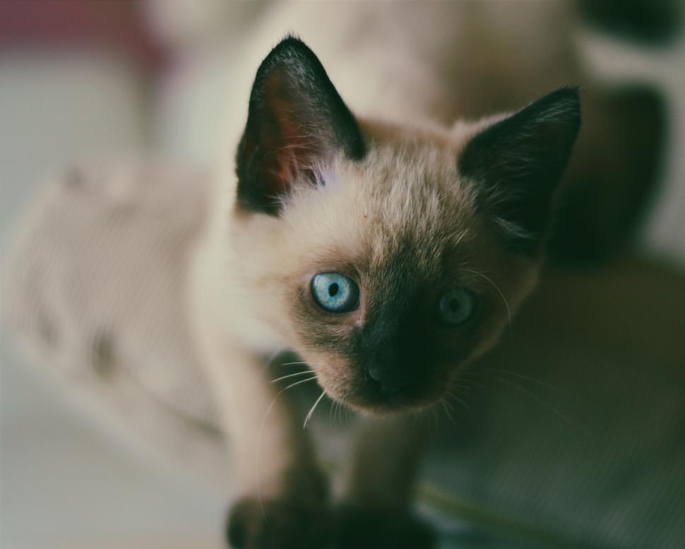 Free Image of Cat with scary eyes  