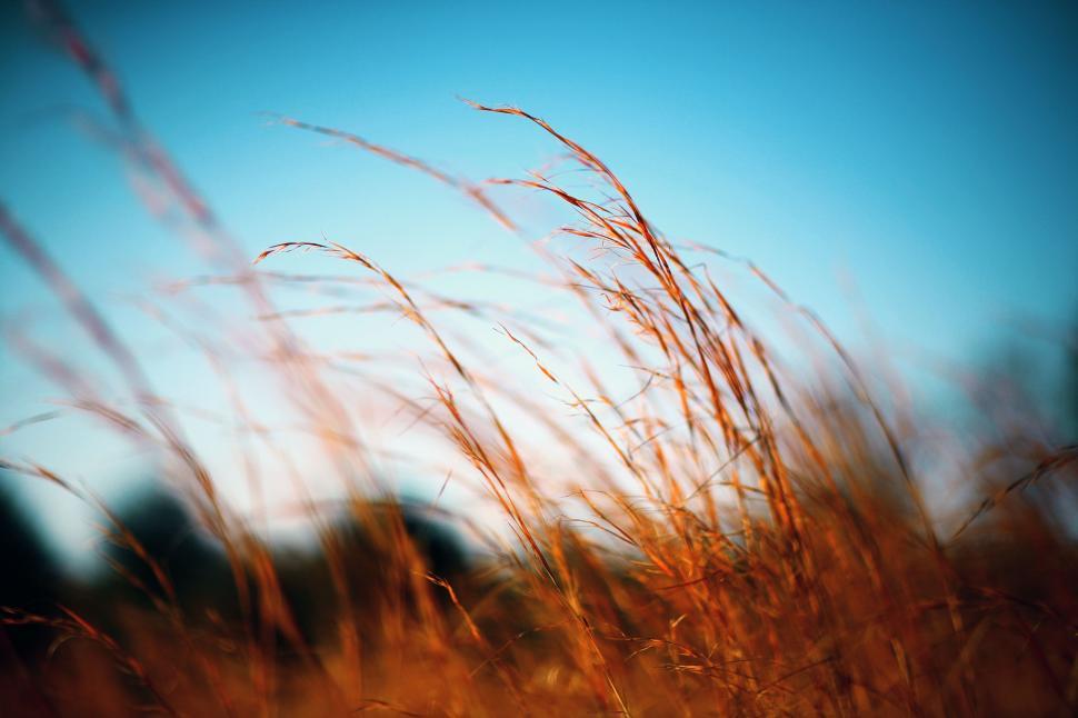Free Image of Golden Grass  
