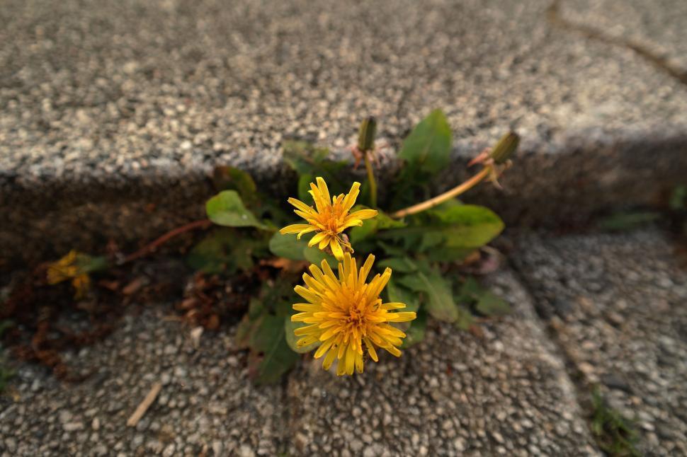 Free Image of Two Yellow Flowers  