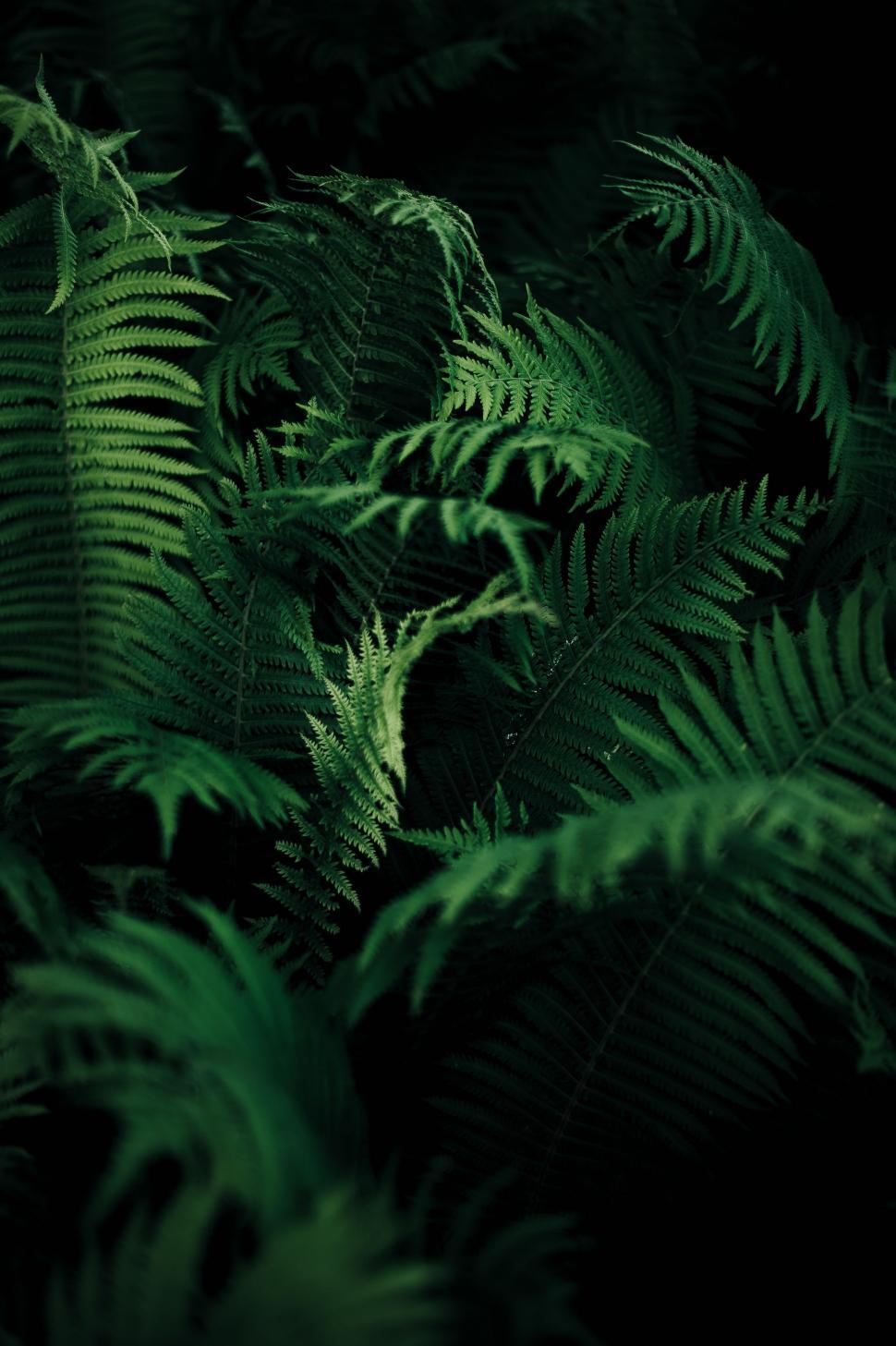 Free Image of Green Leaves 