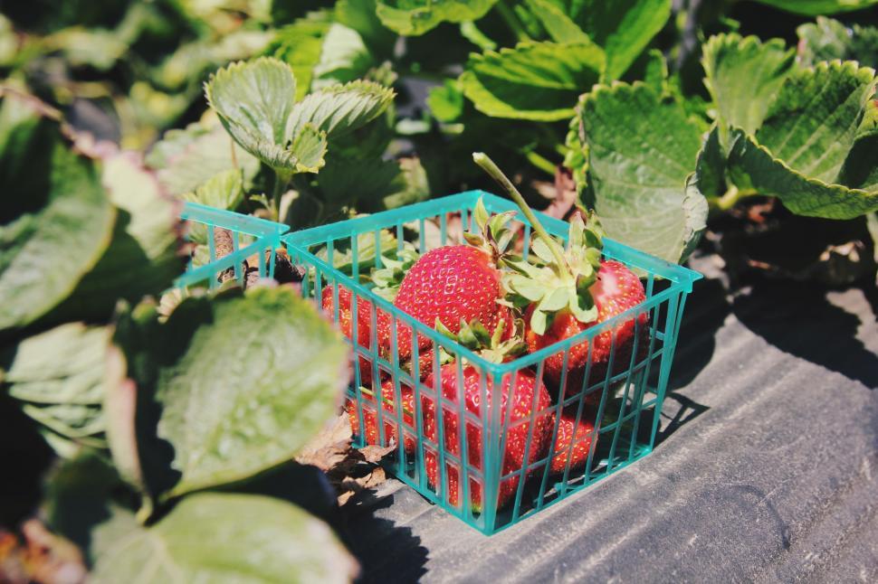 Free Image of Strawberries with green leaves  