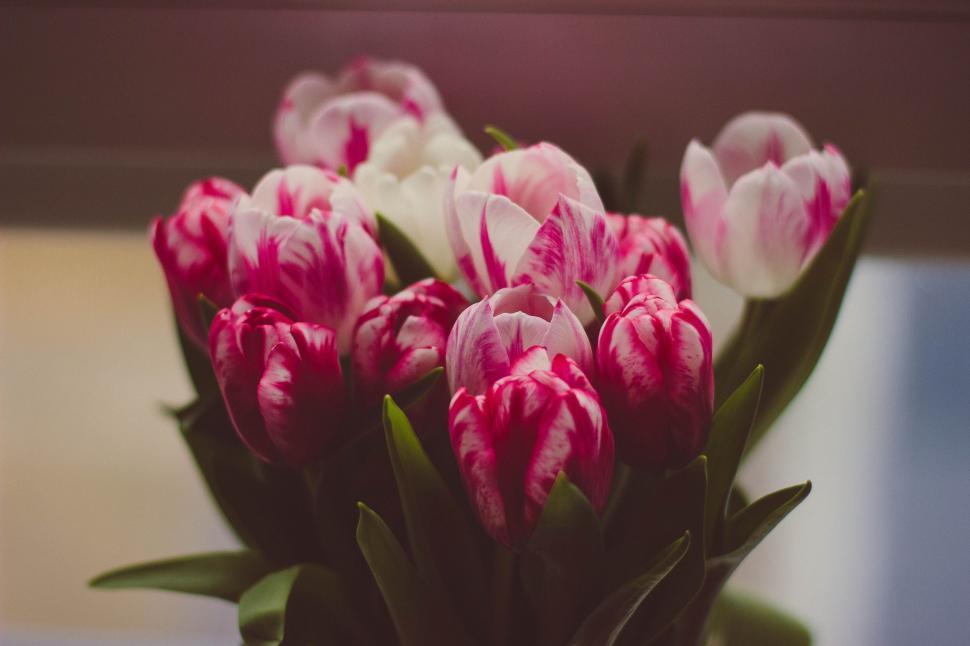 Free Image of Red and pink tulips  