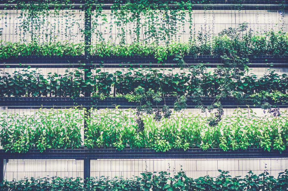 Free Image of Urban planting outside a building 