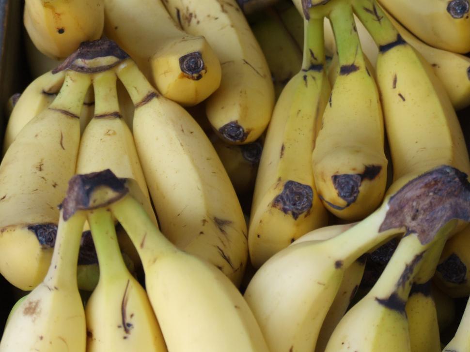 Free Image of Farmers Market - Bananas 