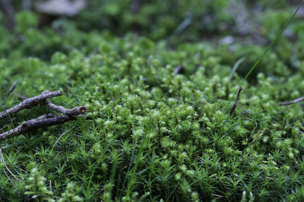 Free Image of Green Grass 