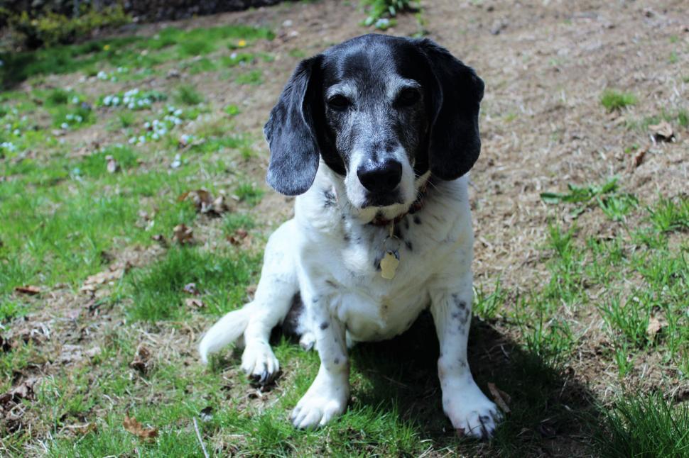 Free Image of Dog on Grass  