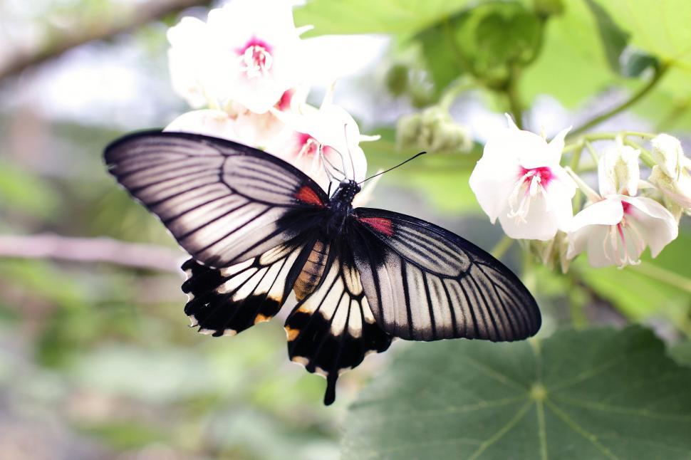 Free Image of Black and white butterfly 