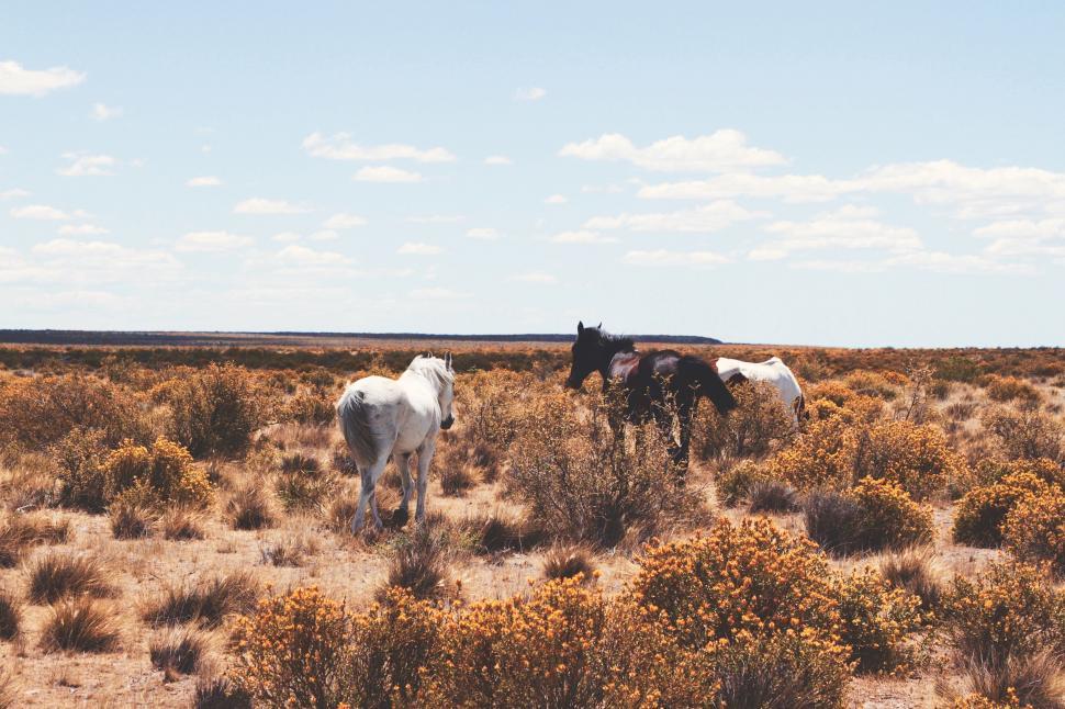 Free Image of Horses in the meadow  