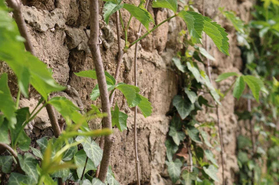 Free Image of Green Leaves on Wall  