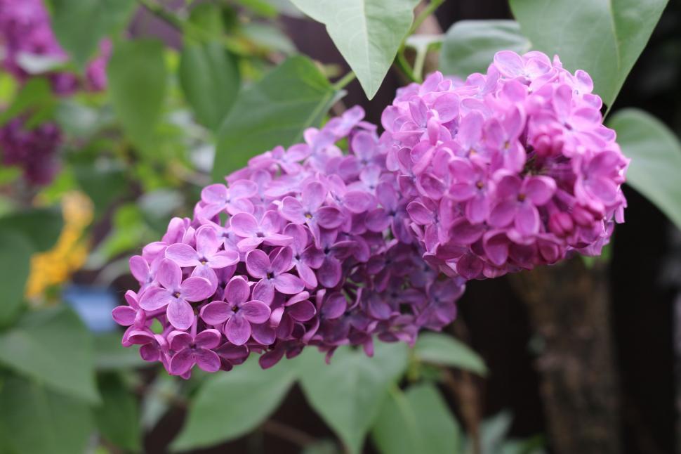 Free Image of Purple Flowers  