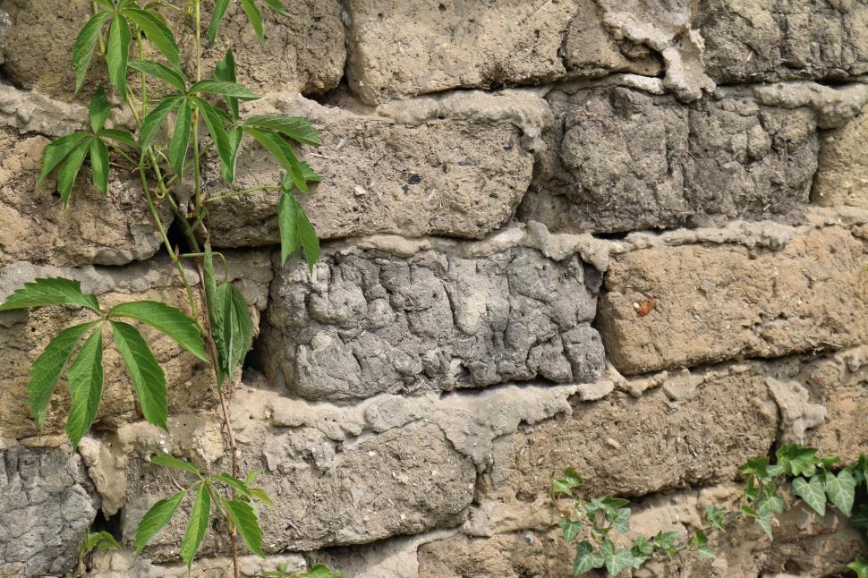 Free Image of Leaves and Wall  