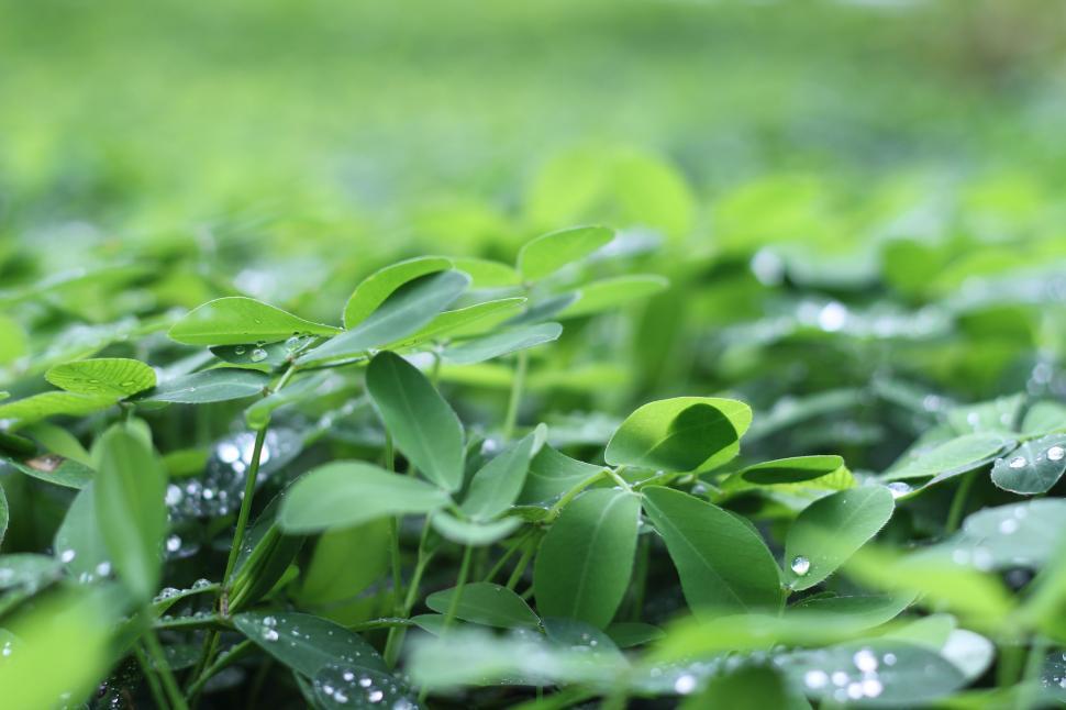 Free Image of Water Drops on leaves  