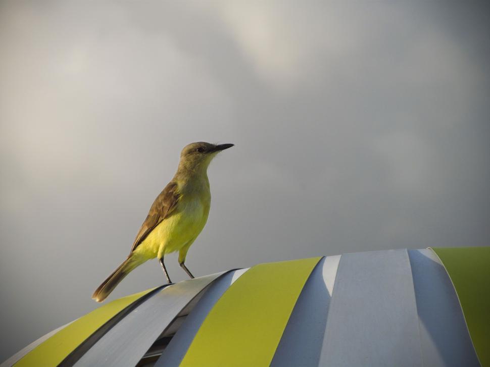 Free Image of Bird on colorful shade  