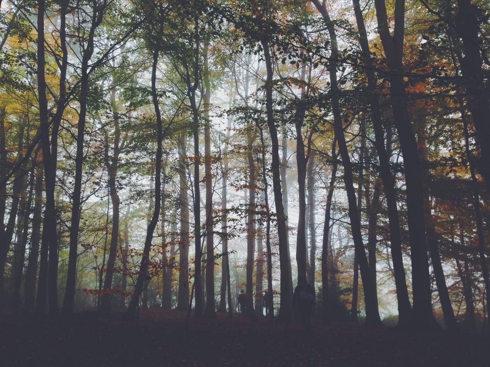 Free Image of Trees in Fog  