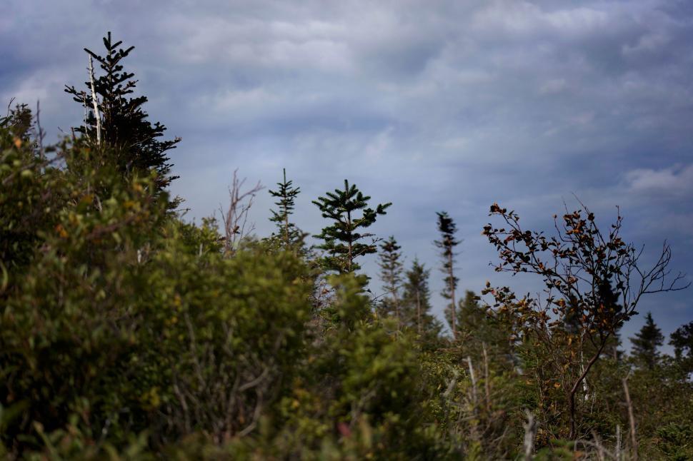 Free Image of Trees and Clouds  