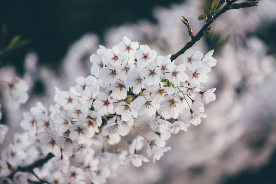 Free Image of White Flowers on branch  