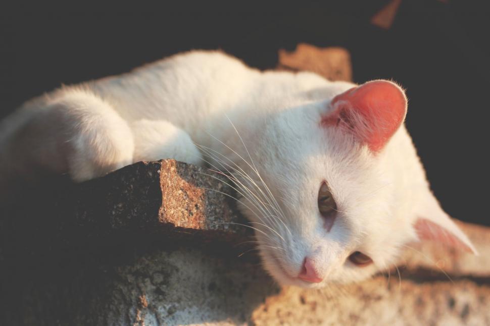 Free Image of White Cat 
