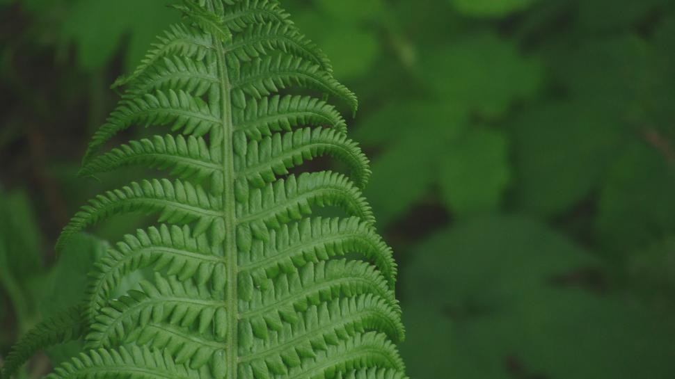 Free Stock Photo of Brake Fern Download Free Images and Free