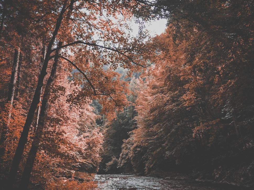 Free Image of Autumn Trees in Forest  