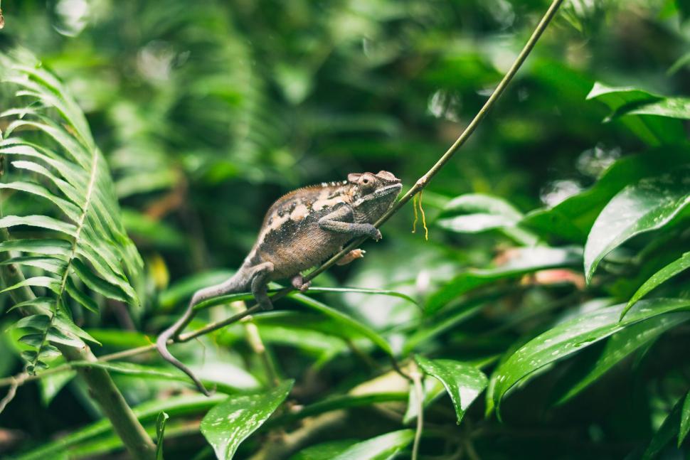 Free Image of Chameleon in forest  