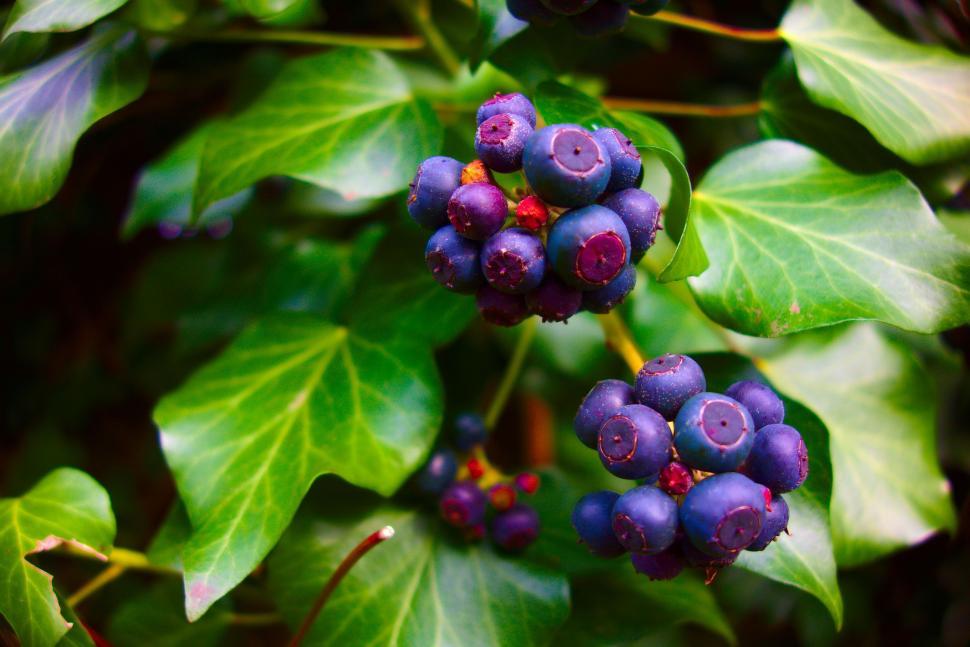 Free Stock Photo of Blueberries on tree Download Free Images and Free