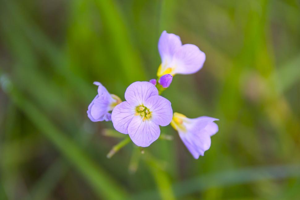 Free Image of Purple Flowers  