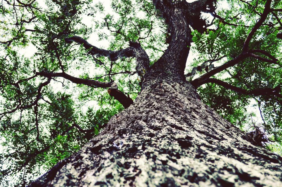 Free Image of Tree Trunk 