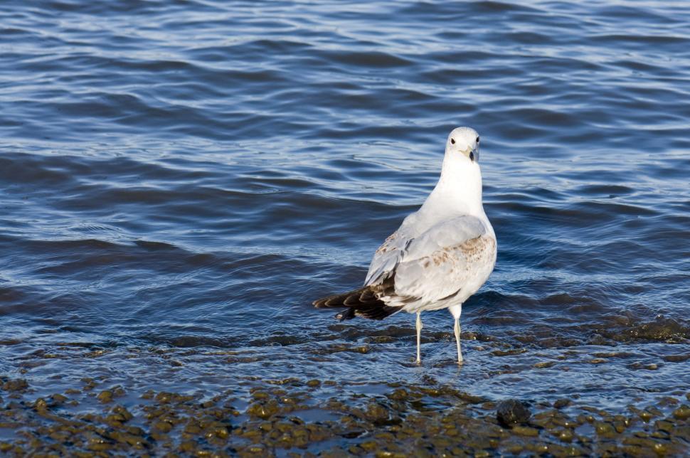 Free Image of White seagull 