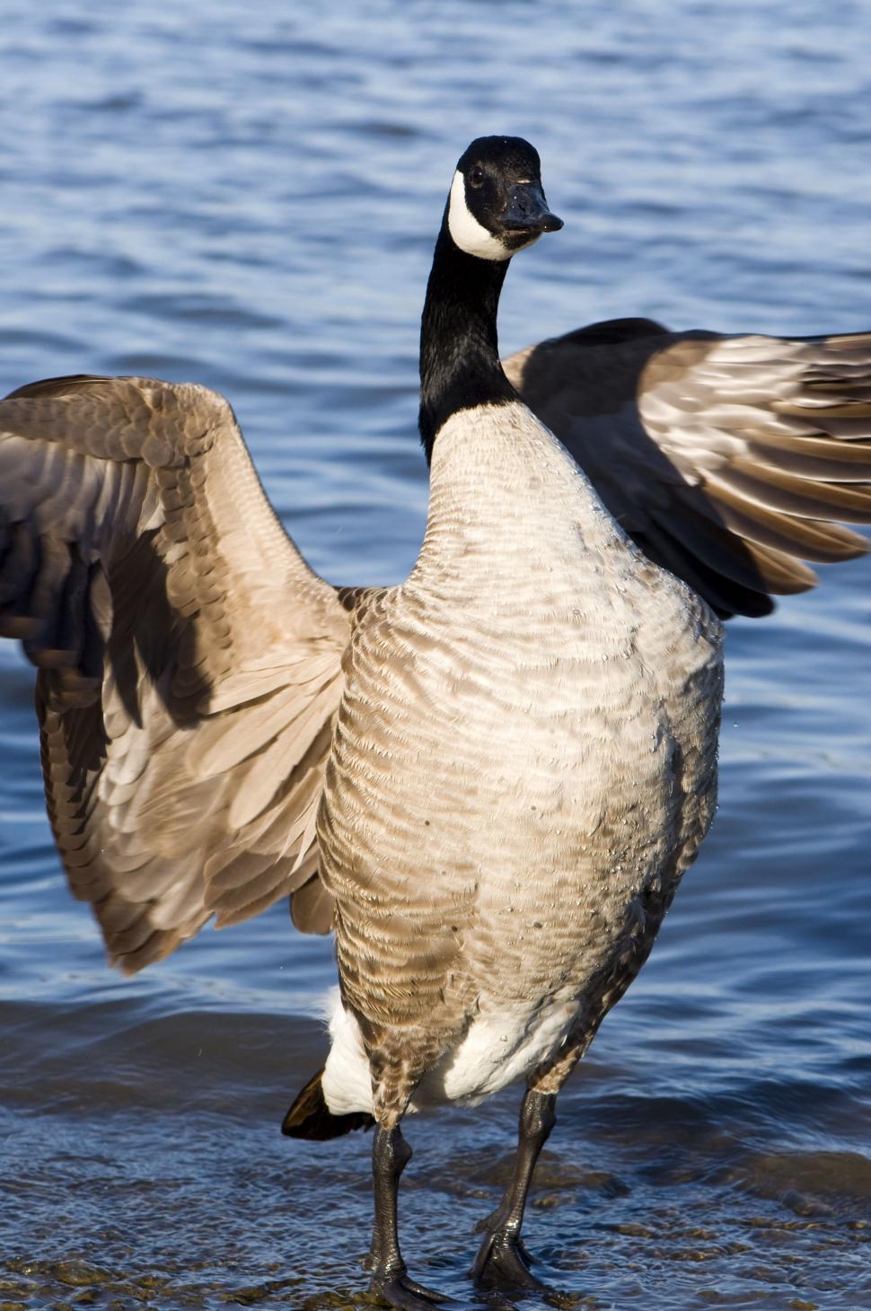 Free Stock Photo of Barnacle goose | Download Free Images and Free