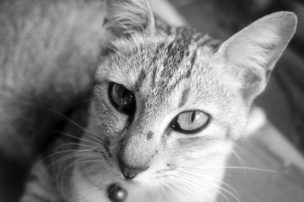 Free Image of Cat - eye contact  
