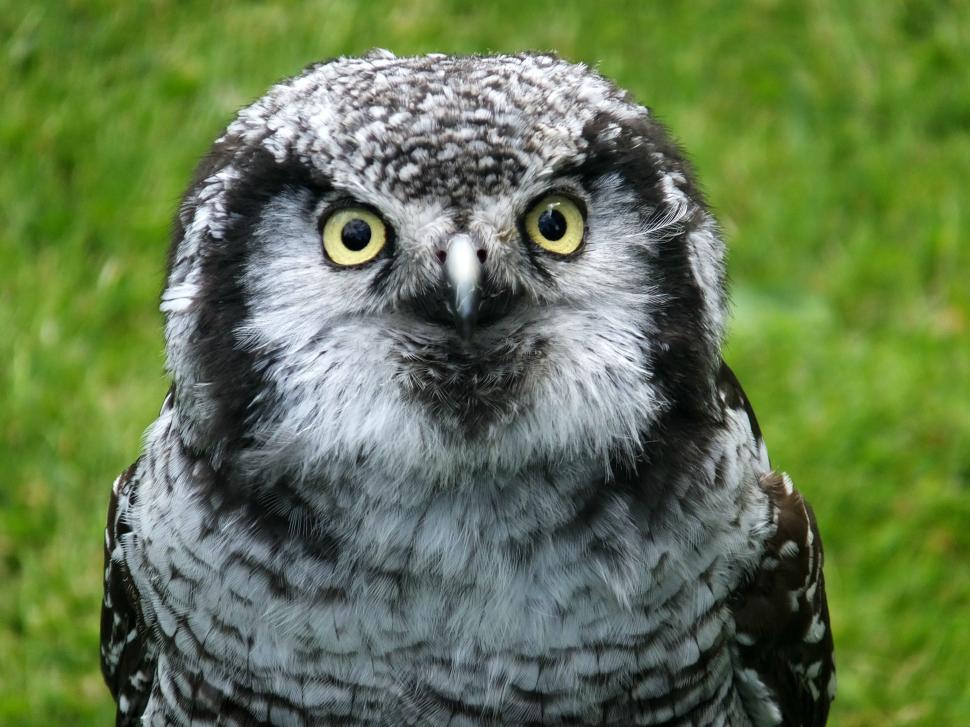 Free Image of Owl - eye contact  