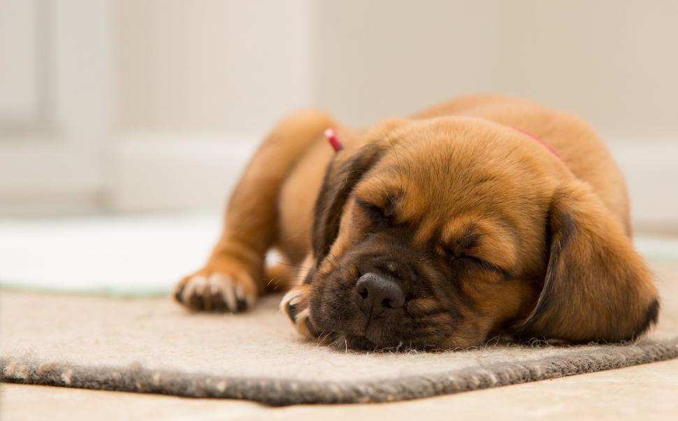 Free Image of Sleeping Dog  