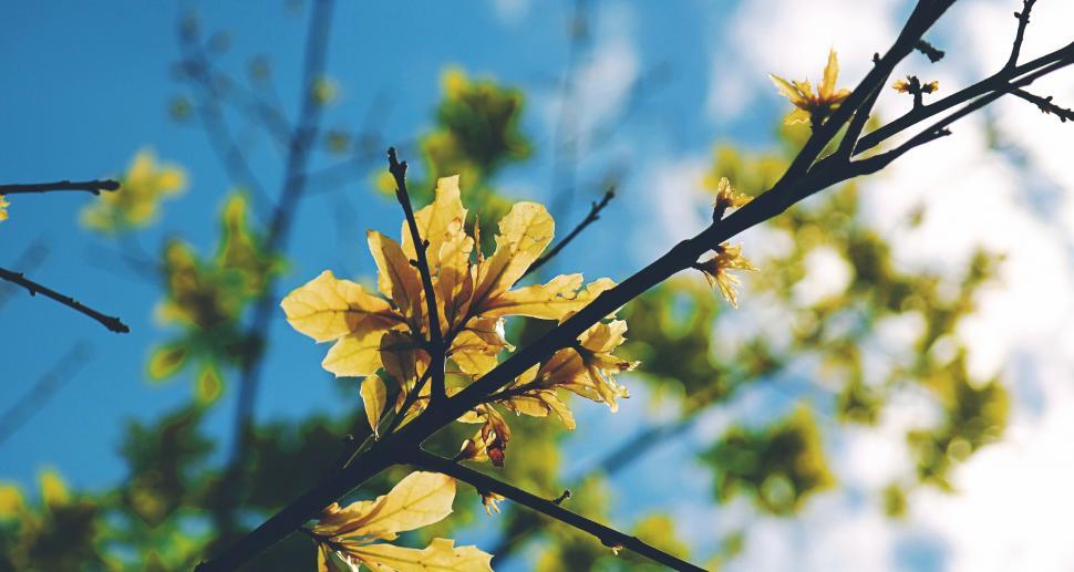Free Image of Flowers Branches  