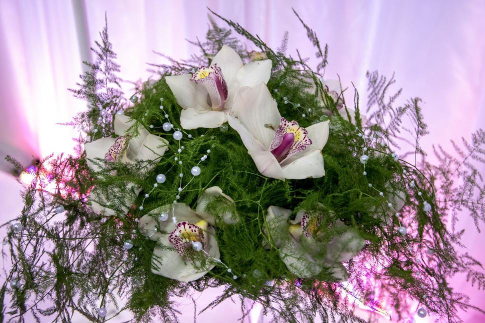 Free Image of White Flowers and Green Grass  