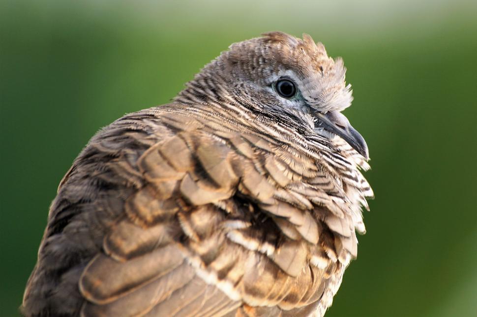 Free Image of Bird Beak and Plumage 