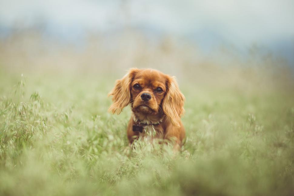 Free Image of Cavalier King Charles Spaniel Dog  