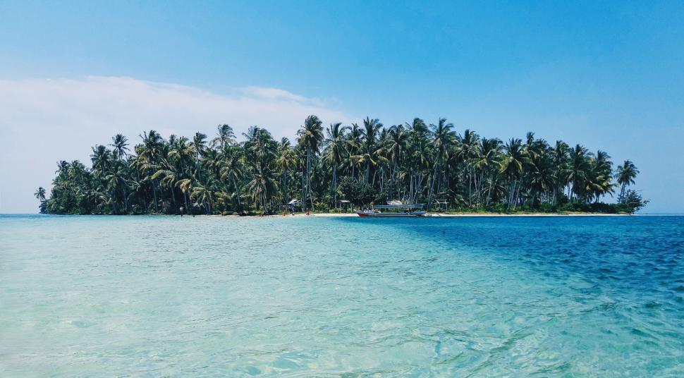 Free Image of Palm Trees and Ocean  