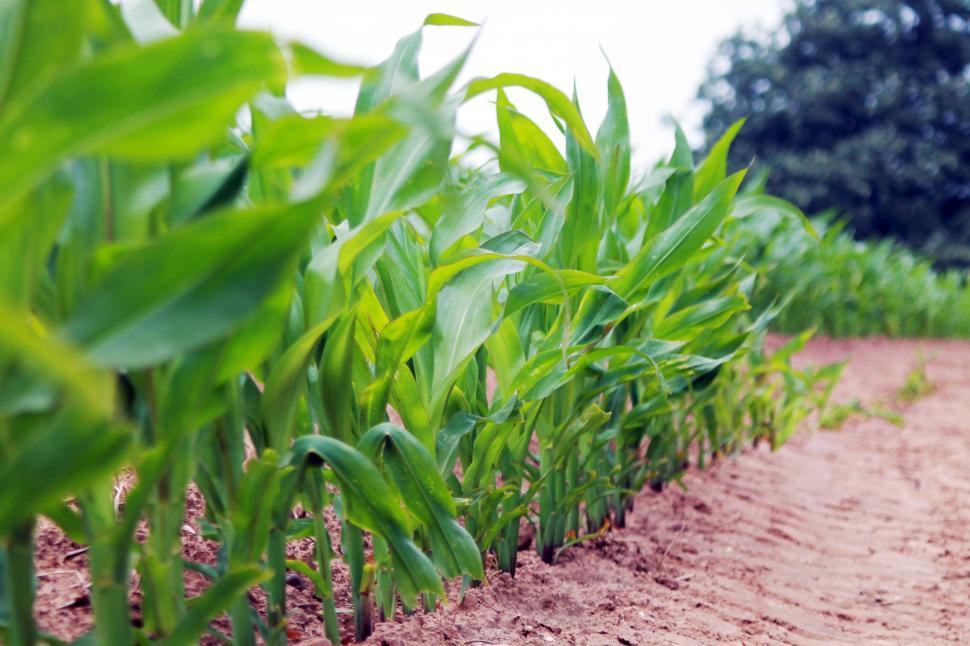 Free Stock Photo of Crop Farm Field | Download Free Images and Free ...