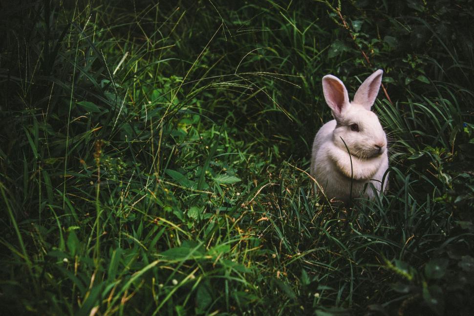 Free Stock Photo of Single Rabbit Download Free Images and Free