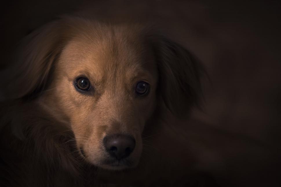 Free Image of Retriever dog 