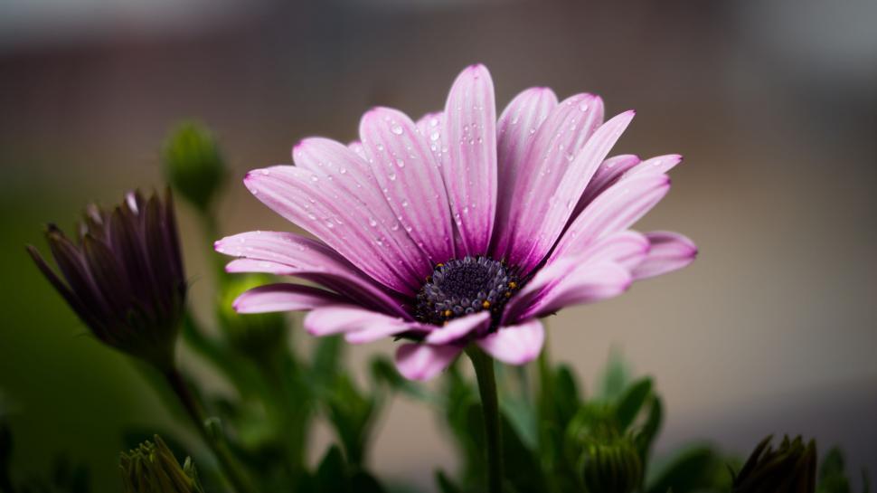 Free Image of Pink Flower in Dew  